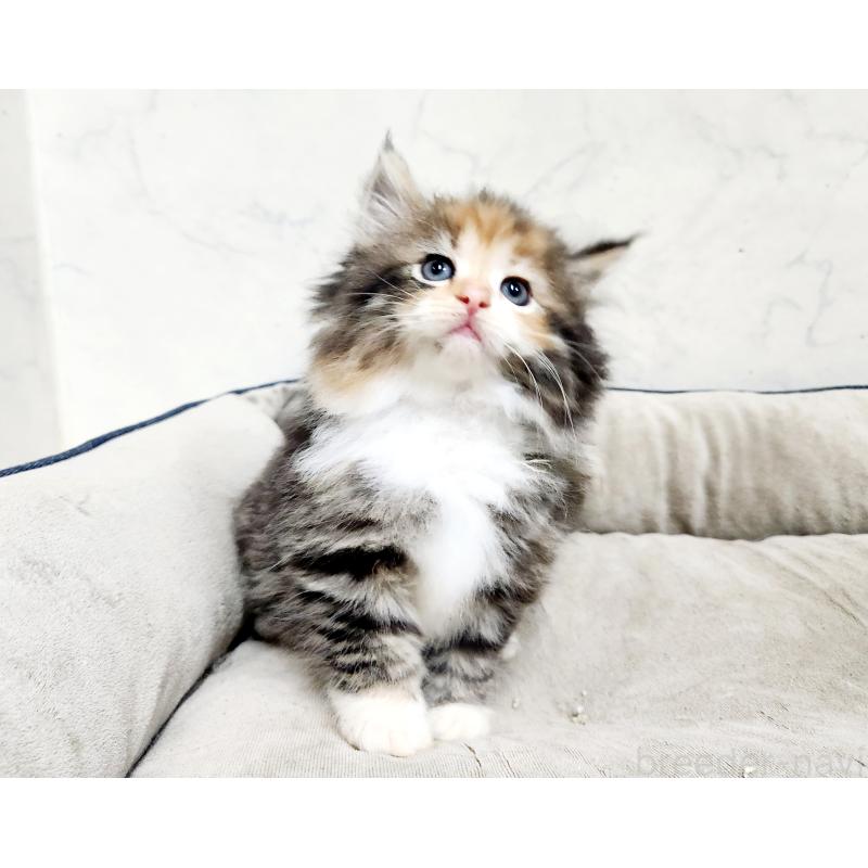 販売中の北海道のノルウェージャンフォレストキャット-137542の8枚目