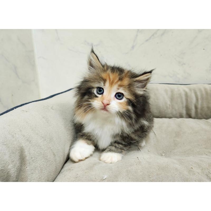 販売中の北海道のノルウェージャンフォレストキャット-137542の7枚目