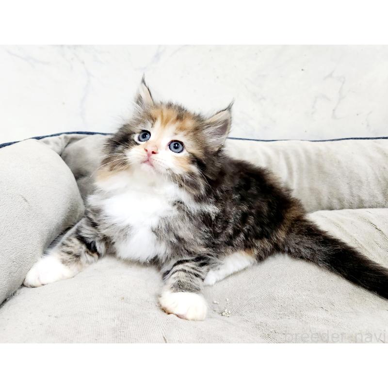 販売中の北海道のノルウェージャンフォレストキャット-137542の5枚目