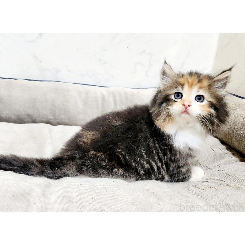 販売中の北海道のノルウェージャンフォレストキャット-137542の4枚目