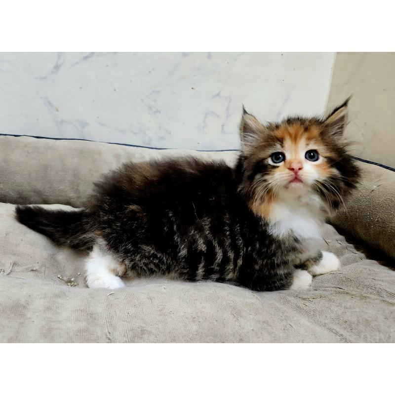 販売中の北海道のノルウェージャンフォレストキャット-137542の3枚目