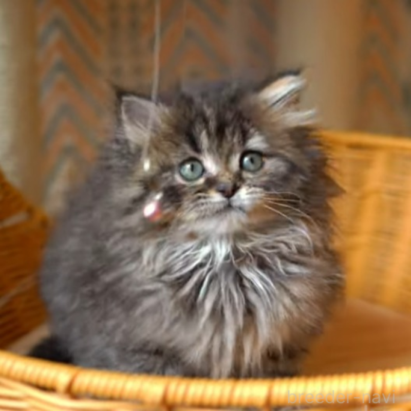 販売中の大阪府のサイベリアン-137548の1枚目