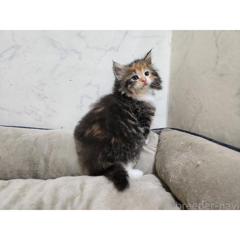 販売中の北海道のノルウェージャンフォレストキャット-137542の2枚目