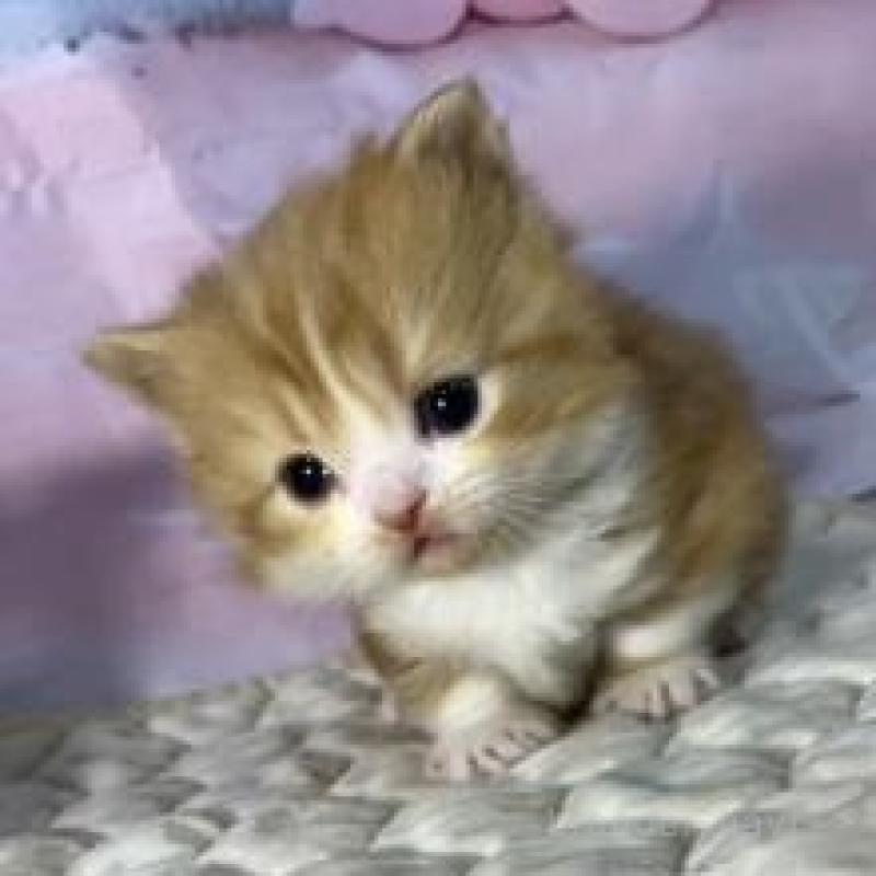 販売中の大阪府のマンチカン(短足)-137549の5枚目