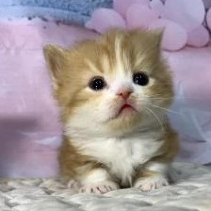 販売中の大阪府のマンチカン(短足)-137549の4枚目