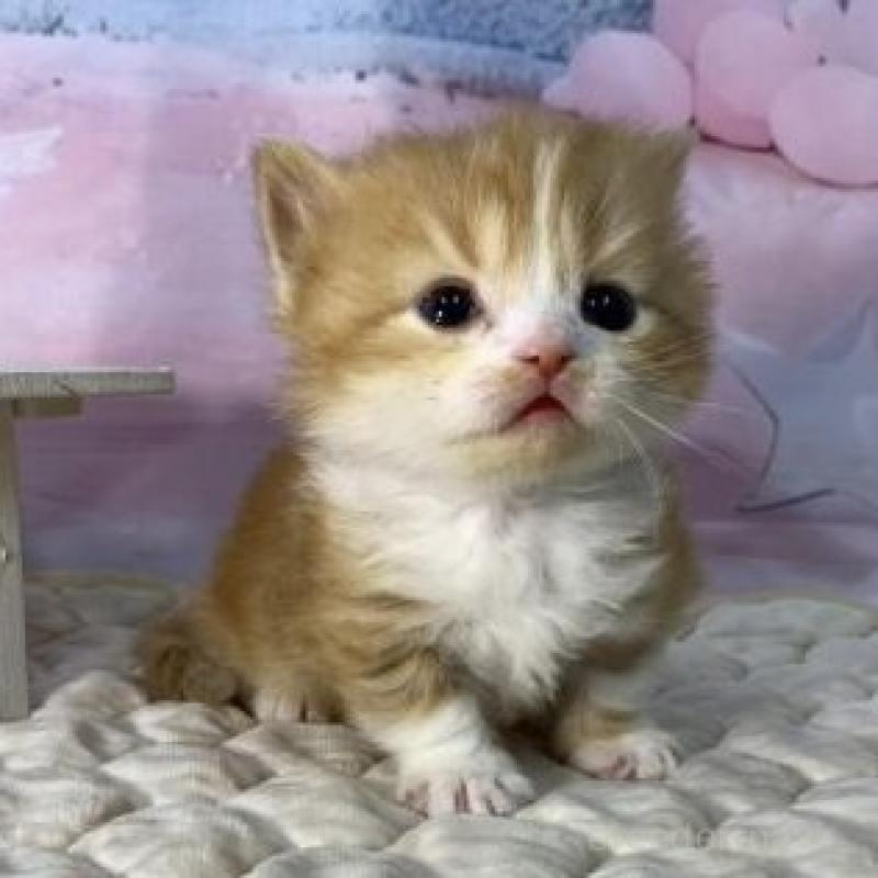 販売中の大阪府のマンチカン(短足)-137549の3枚目