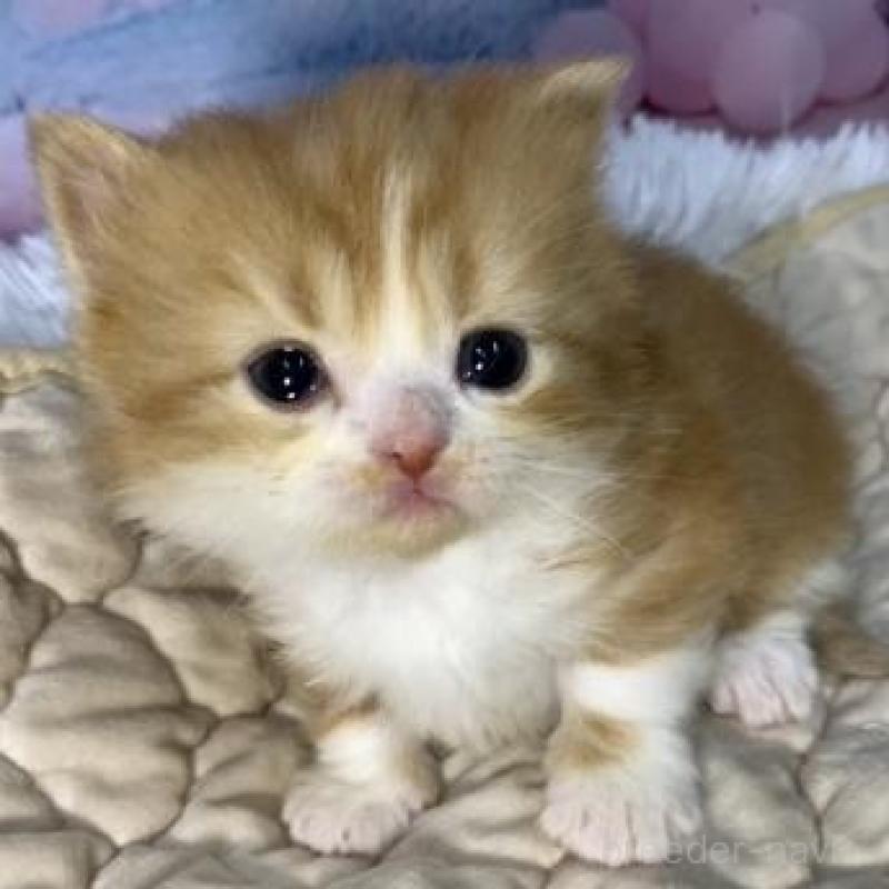 販売中の大阪府のマンチカン(短足)-137549の2枚目