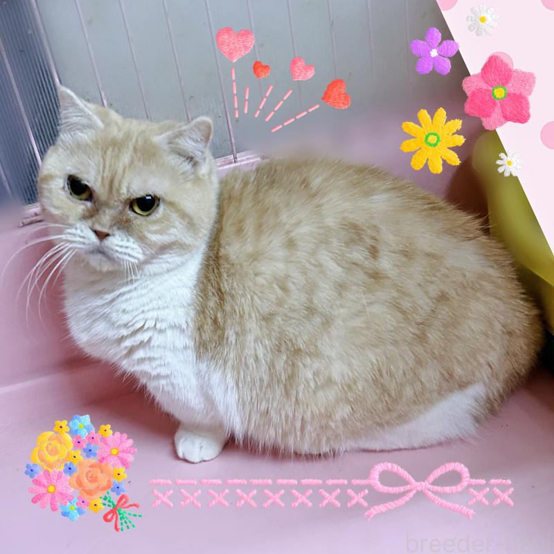 販売中の東京都のマンチカン(短足)-137550の5枚目