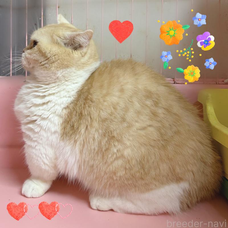 販売中の東京都のマンチカン(短足)-137550の3枚目