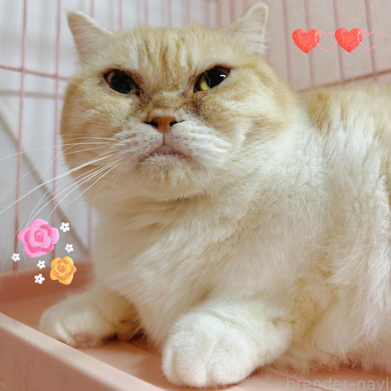 販売中の東京都のマンチカン(短足)-137550の2枚目