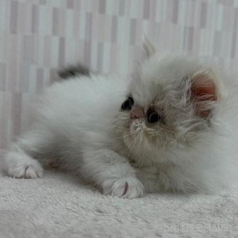 販売中の千葉県のエキゾチックショートヘア-137552の3枚目