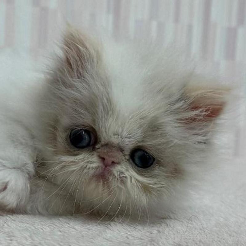 販売中の千葉県のエキゾチックショートヘア-137552の1枚目