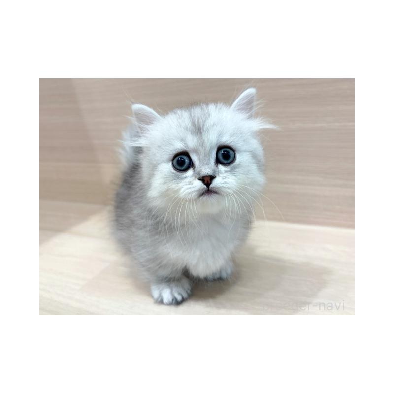 販売中の東京都のミヌエット(短足)-137551の1枚目