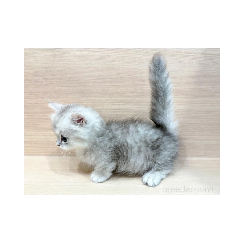 販売中の東京都のミヌエット(短足)-137551の5枚目