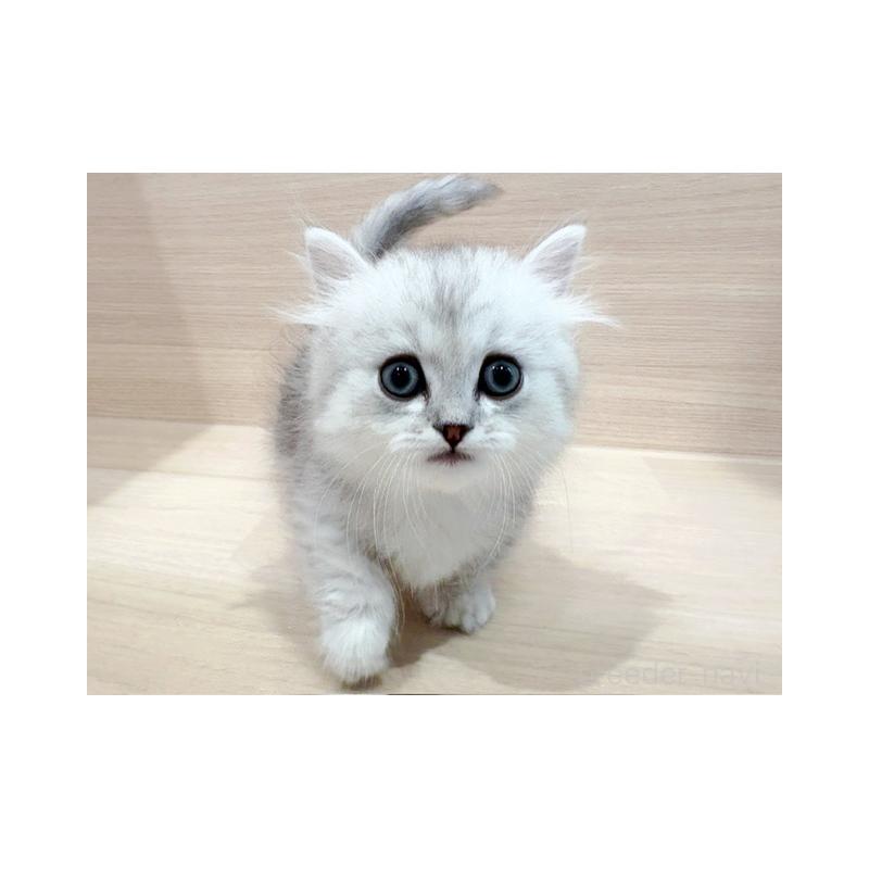 販売中の東京都のミヌエット(短足)-137551の4枚目