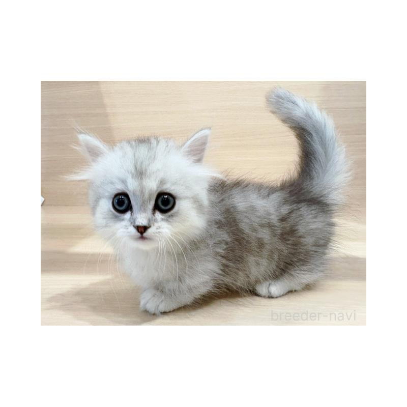 販売中の東京都のミヌエット(短足)-137551の3枚目