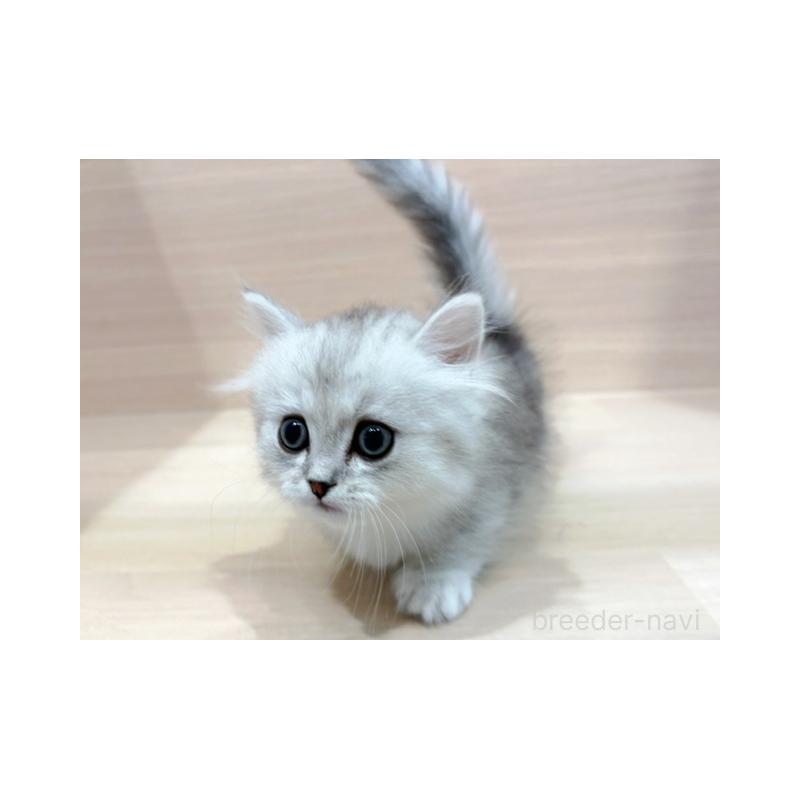 販売中の東京都のミヌエット(短足)-137551の2枚目