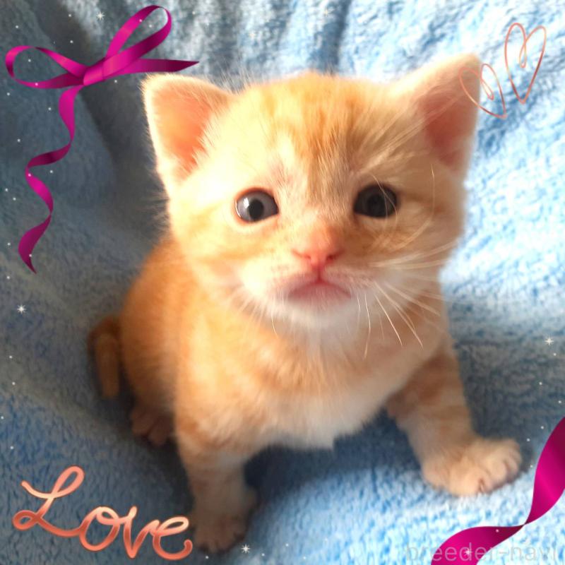 販売中の東京都のアメリカンショートヘア-136616