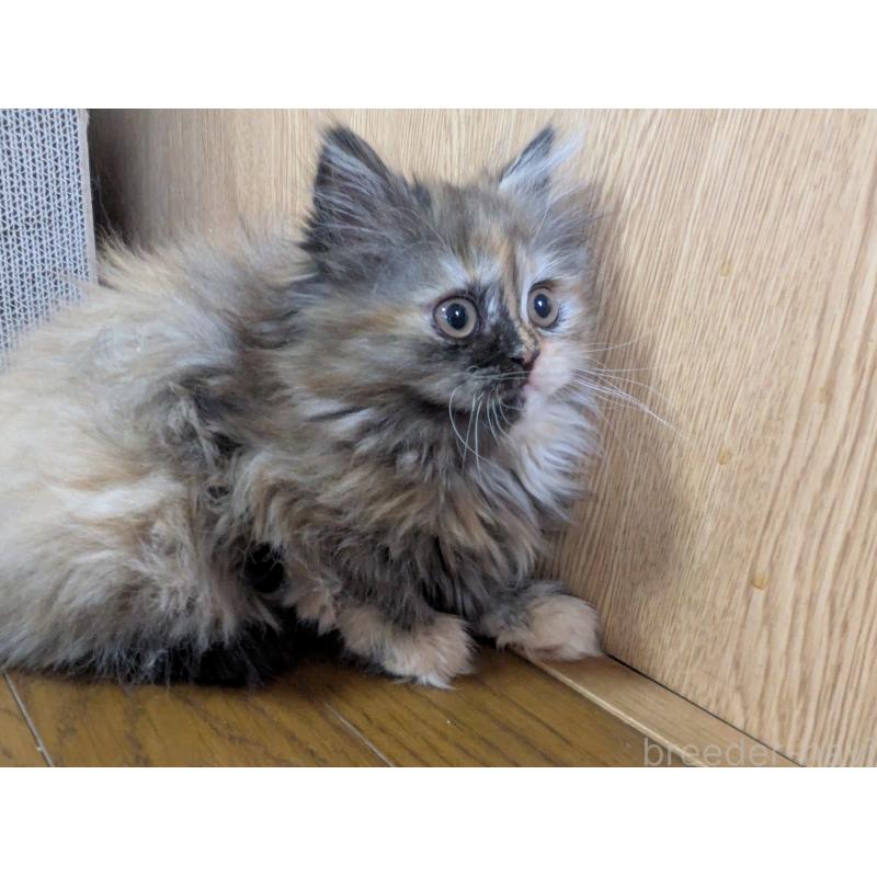 販売中の栃木県のミヌエット-136865の3枚目