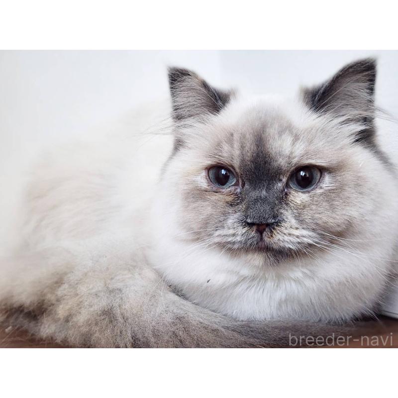 販売中の神奈川県のサイベリアン-131801の7枚目