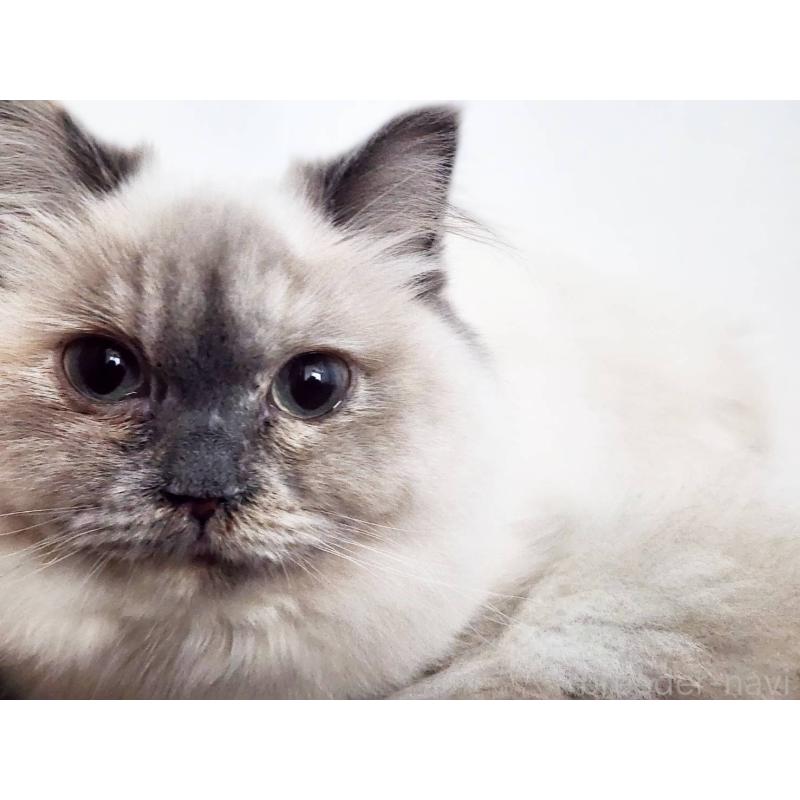 販売中の神奈川県のサイベリアン-131801の5枚目