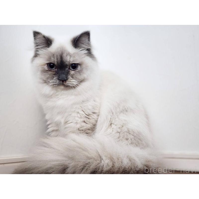 販売中の神奈川県のサイベリアン-131801の4枚目