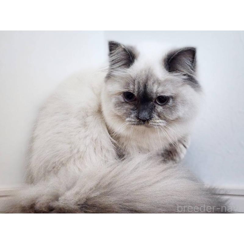 販売中の神奈川県のサイベリアン-131801の3枚目