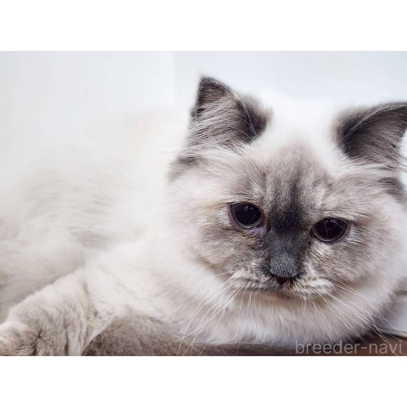 販売中の神奈川県のサイベリアン-131801の2枚目