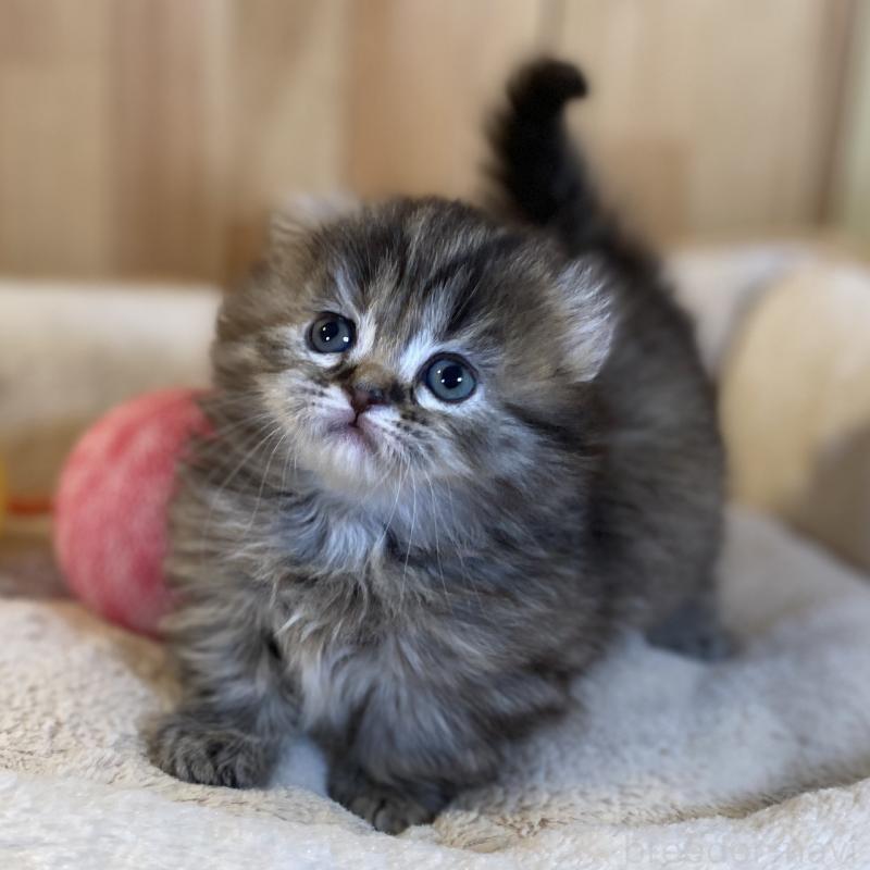 販売中の長野県のキンカロー-137553