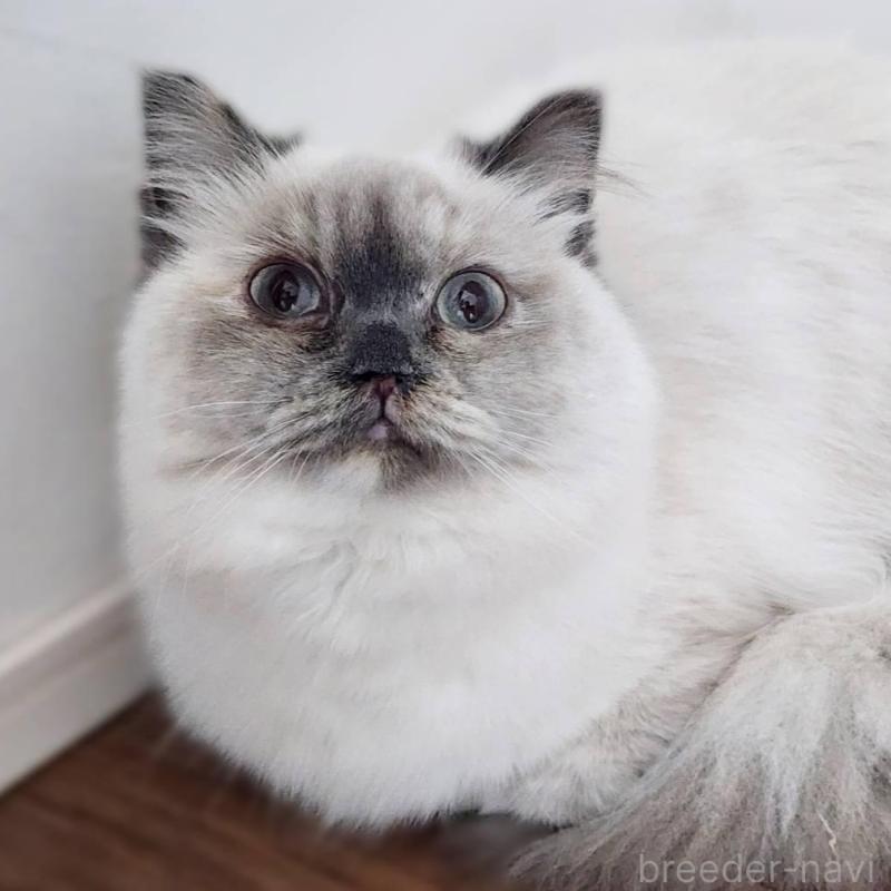 販売中の神奈川県のサイベリアン-131801