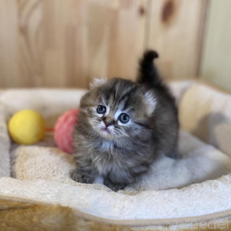 販売中の長野県のキンカロー-137553の7枚目