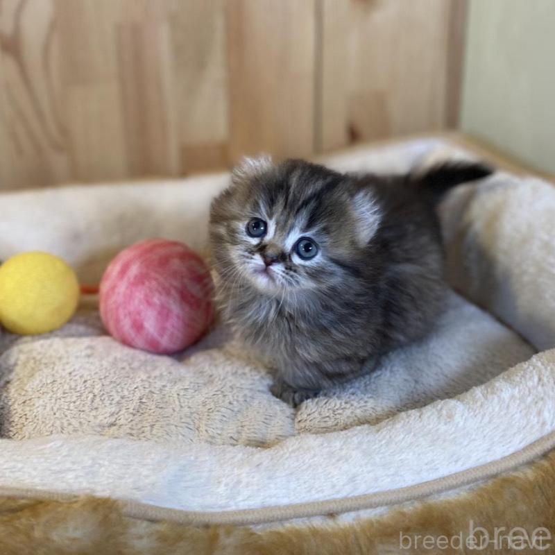 販売中の長野県のキンカロー-137553の6枚目