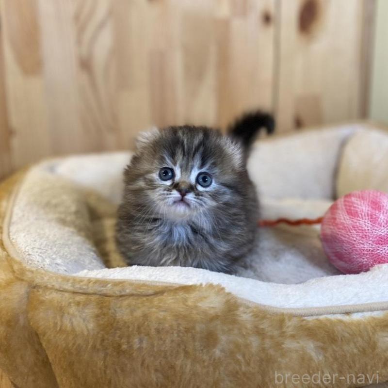 販売中の長野県のキンカロー-137553の5枚目