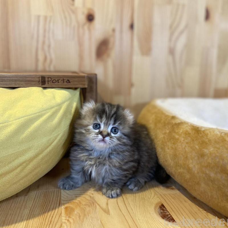 販売中の長野県のキンカロー-137553の3枚目