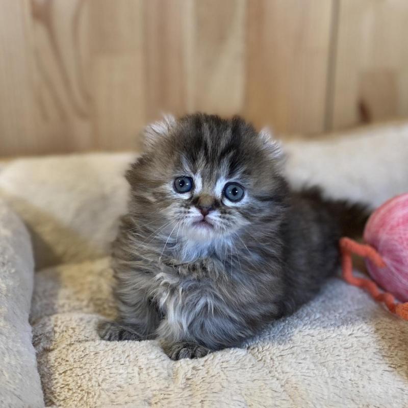 販売中の長野県のキンカロー-137553の2枚目