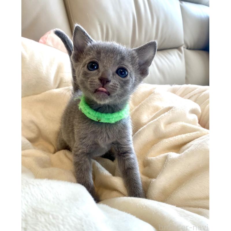 販売中の東京都のロシアンブルー-136804の46枚目