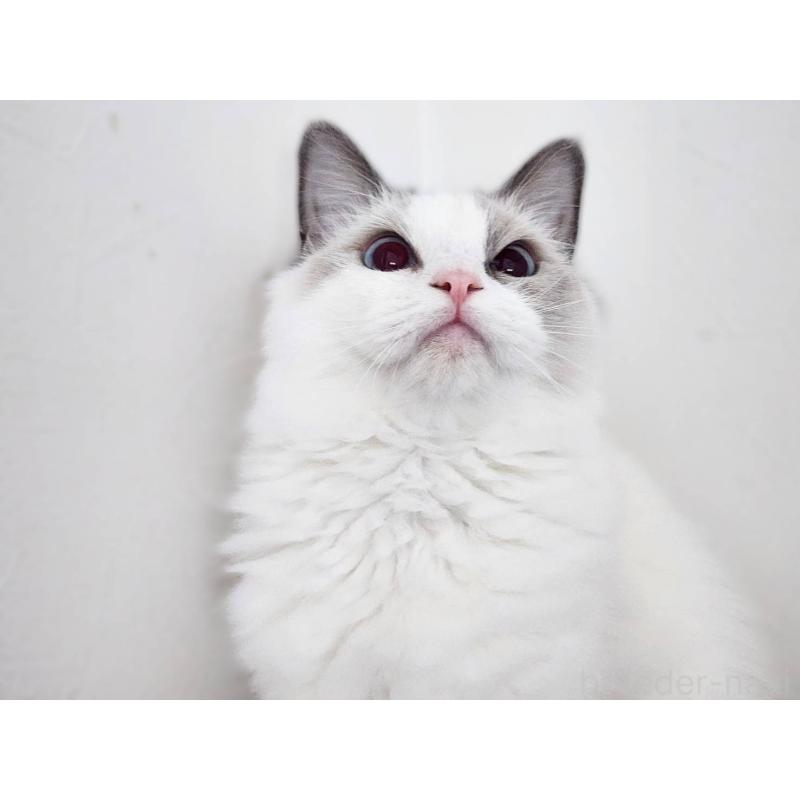 販売中の神奈川県のラグドール-131794の6枚目