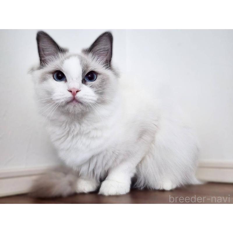 販売中の神奈川県のラグドール-131794の5枚目