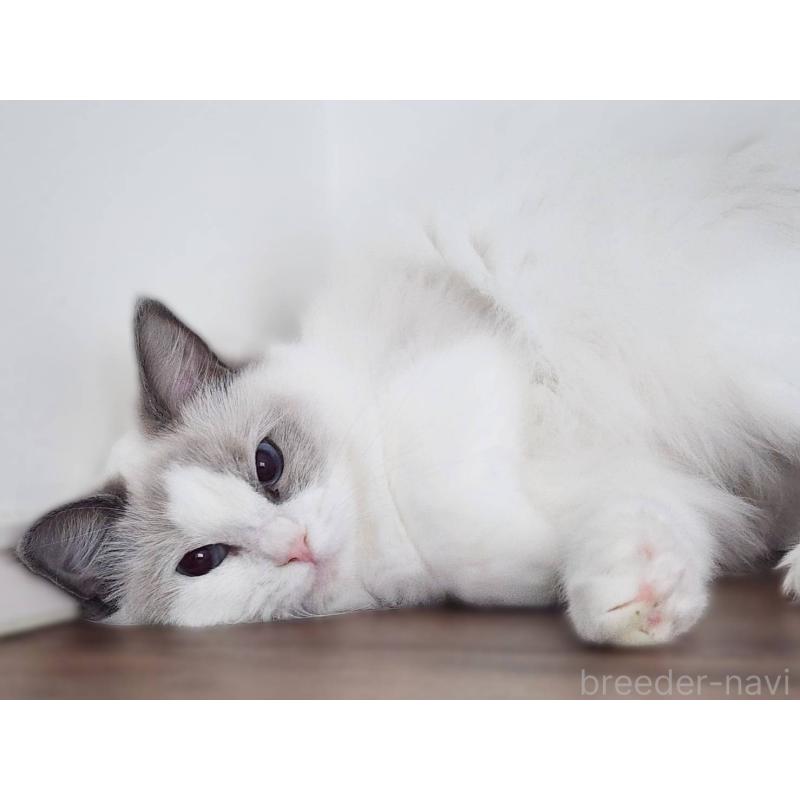 販売中の神奈川県のラグドール-131794の4枚目