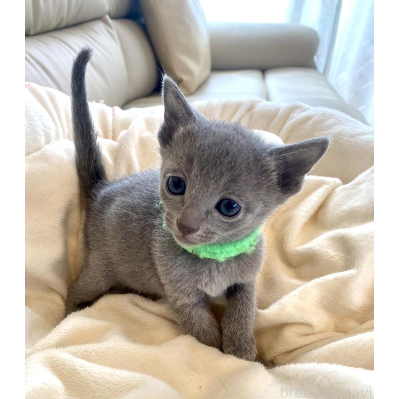 販売中の東京都のロシアンブルー-136804の45枚目