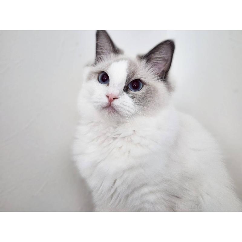 販売中の神奈川県のラグドール-131794の2枚目