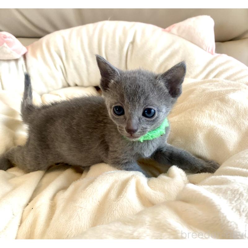 販売中の東京都のロシアンブルー-136804の43枚目