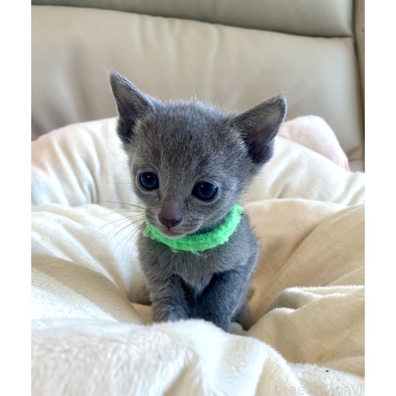 販売中の東京都のロシアンブルー-136804の42枚目