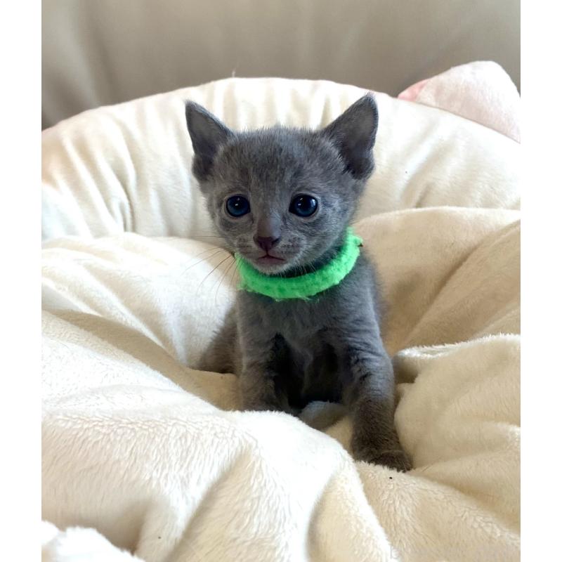 販売中の東京都のロシアンブルー-136804の41枚目