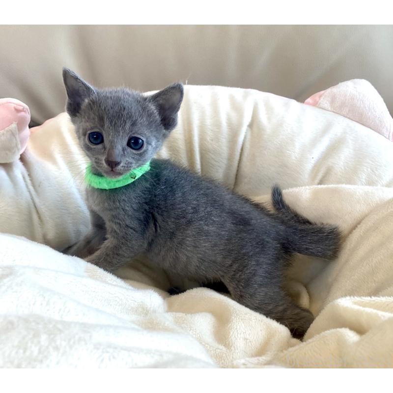 販売中の東京都のロシアンブルー-136804の40枚目