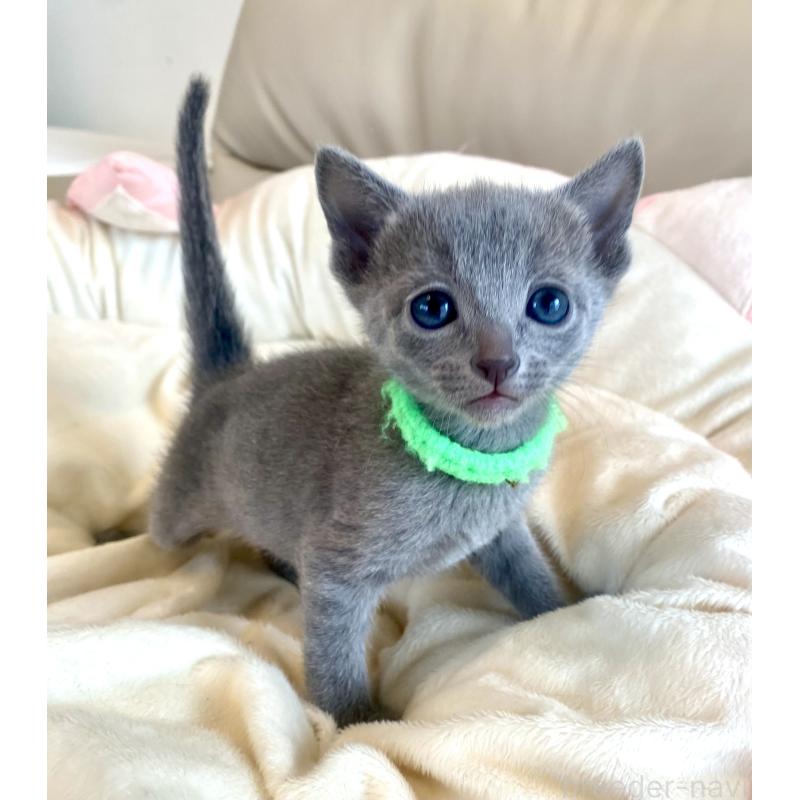 販売中の東京都のロシアンブルー-136804の39枚目