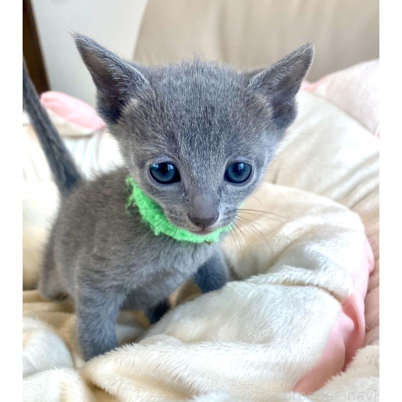 販売中の東京都のロシアンブルー-136804の38枚目