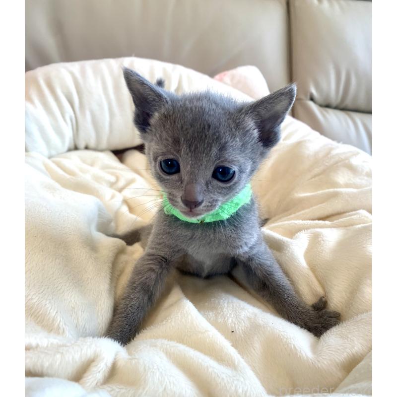 販売中の東京都のロシアンブルー-136804の37枚目