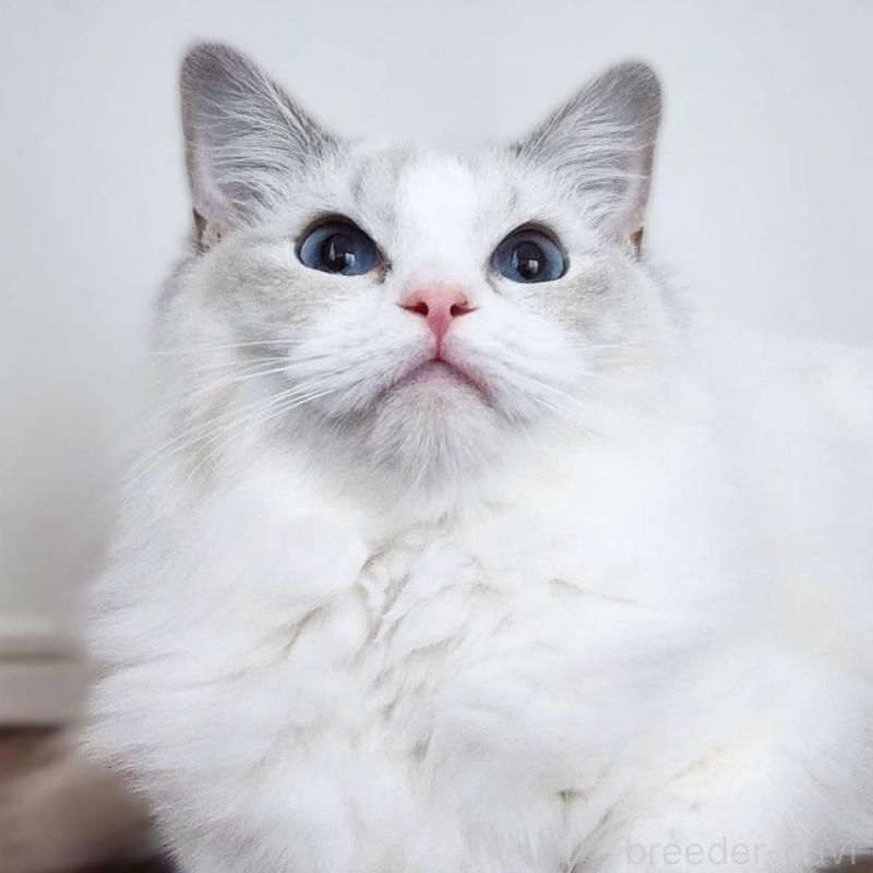 販売中の神奈川県のラグドール-131796