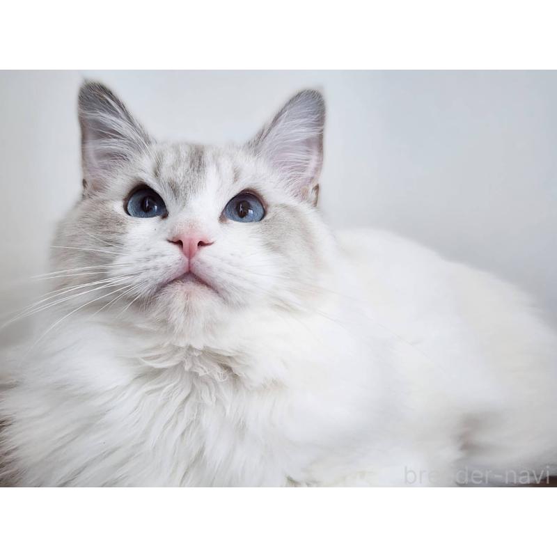 販売中の神奈川県のラグドール-131795の6枚目